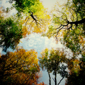 Colorful autumn colors in the forest in the sunset, alienated Colorful autumn colors in the forest in the sunset, alienated